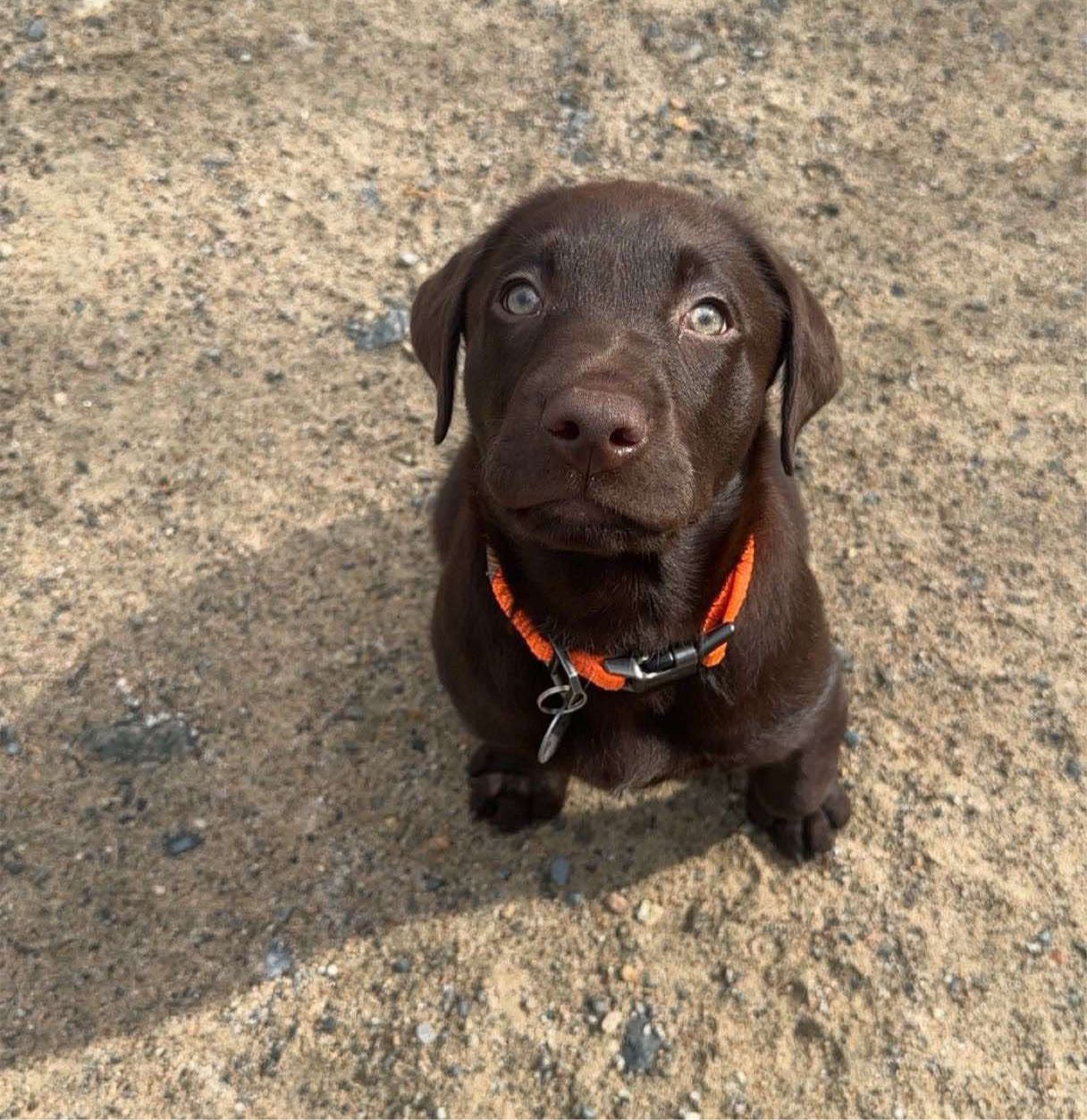 Chocolate Labrador Paid Waitlist