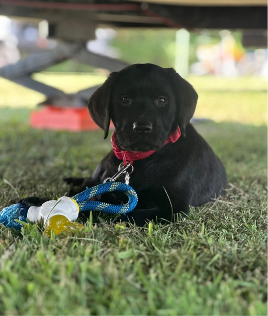 Black Labrador Paid Waitlist