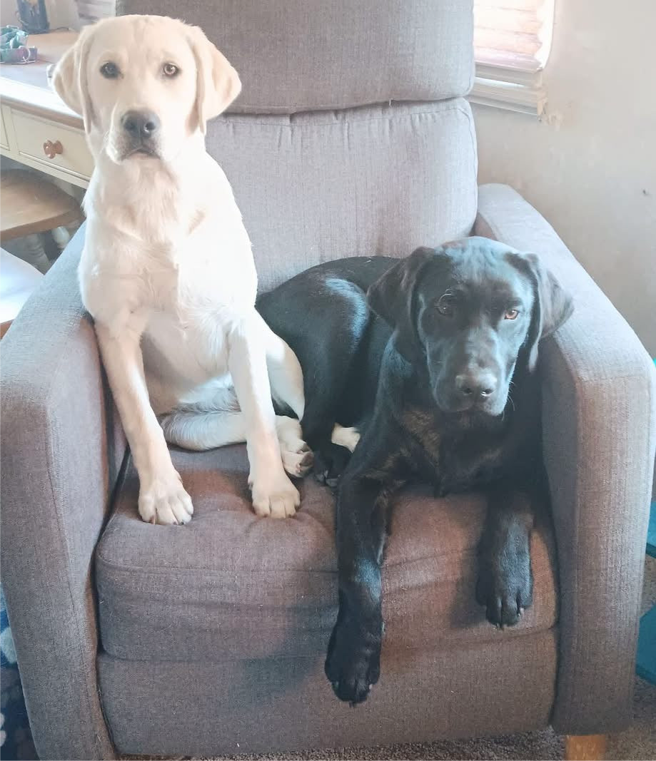 Yellow Labrador Paid Waitlist